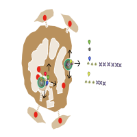 Solo Tropic (TrickZz)