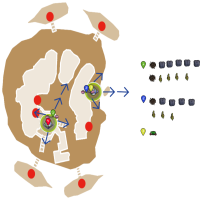 Mr. Peckers Ruthless Warden Build